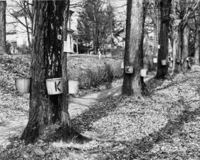 Trees tapped along Main St